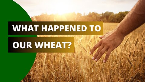 Wheat Causing Diabetes? What Exactly Happened To Our Wheat?