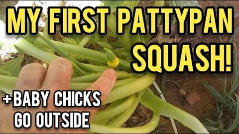 My First Pattypan Squash! - Ann's Tiny Life and Homestead