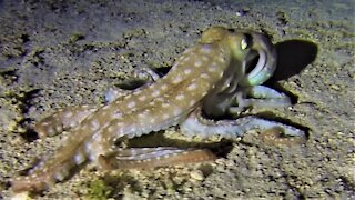 Octopus at night gracefully jets across the sand