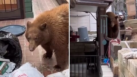 Wild Bear Makes Huge Mess Of Home's Trash Cans