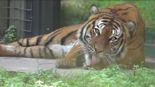 No charges in tiger incident in Naples