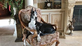 Funny Great Dane Watch Dog and Greeter