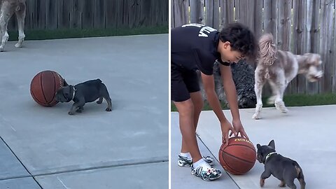 Frenchie Puppy Shows Off Remarkable Basketball Skills