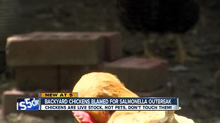 Health officials blame backyard chickens for rise in salmonella cases