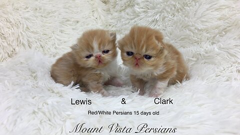 Arkansas Red & White Bi-Color Persian Boys: Stunning Feline Beauties!