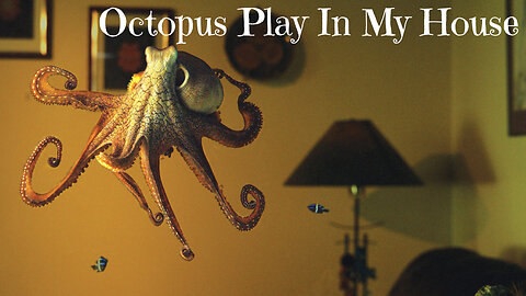 Octopus Play In My House