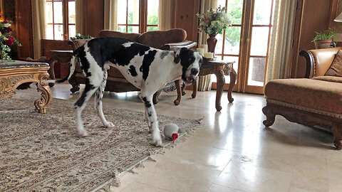 Playful Great Dane Loves His Howling Mousey Ball