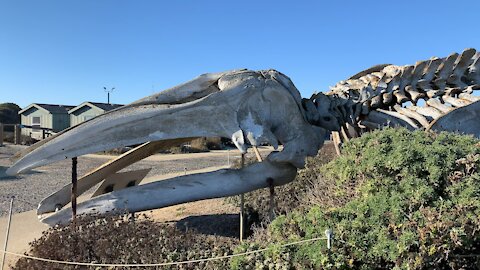 Gray Whale Skeleton