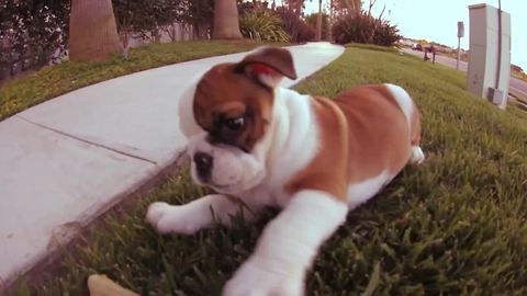 Walter the Bulldog puppy adorably attacks camera