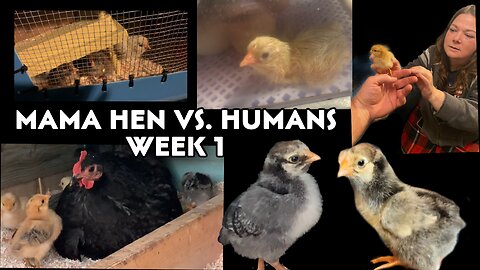 Baby Chicks Raised By Mama Hen VS Humans — Week #1 (God’s way VS Artificial way)