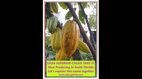 Exciting news: USDA Cacao graft now bearing pods in South Florida! Join us to learn more.