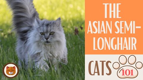 🐱 Cats 101 🐱 ASIAN SEMI-LONGHAIR - Top Cat Facts about the ASIAN SEMI-L #KittensCorner