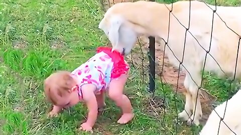 Funny babies best sale and animals