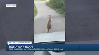 Kangaroos get loose around Grand Lake