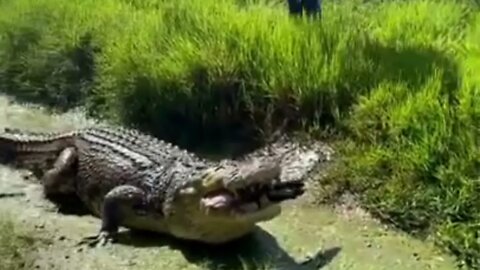 Crocodilo com muita Fome!