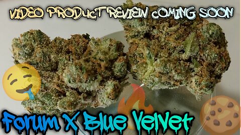 #108 Forum x Blue Velvet (Official Product Review Coming Soon)Muv Dispensary Product