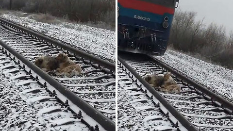 This Dog Was Too Injured To Move From Train Binary