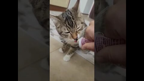 Cats taste Chocolate