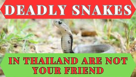 DEADLY SNAKES IN THAILAND ARE NOT YOUR FRIENDS