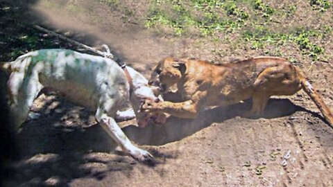 Dogo Argentino VS Mountain Lion Puma Cougar - Trained Dogo Dog VS Puma Cougar Comparison