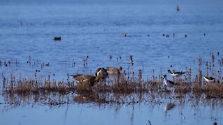 Consumnes River Preserve