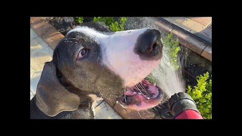 Great Dane puppy attempts to drink from the hose