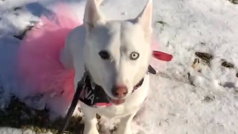 Happy Dog Dancing In The Snow