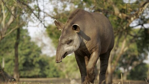 Intersting facts about brazilian tapir by weird square