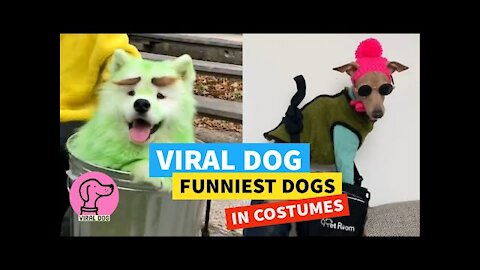 ✅ VIRAL DOG (2021) ❤️ FUNNIEST DOGS IN COSTUMES 😂
