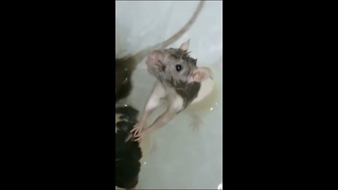 Pheobe the rescue rat