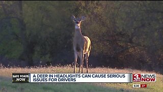 Deer & Vehicle Collisions