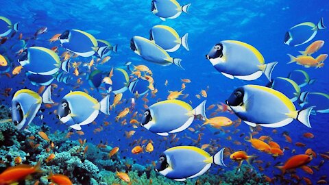 Explore beautiful coral reef and undersea nature