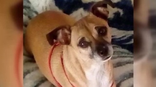Rescue group's dog stolen from Meadows Mall