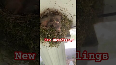 Fledgling Beginnings: The Struggles of New Hatchlings" #juncos #prepperboss #babybirds