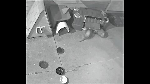 Two Opossum's stealing the cat food.😁2匹のオポッサムがキャットフードを盗むなんて😁。