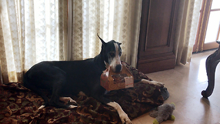 Funny Great Dane Carries a Box of Fried Chicken