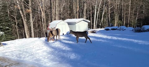 Deer wants to join in