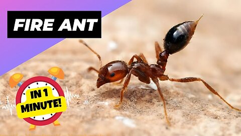 Fire Ant - In 1 Minute! 🐜 One Of The Most Dangerous Insects In The World | 1 Minute Animals