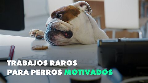 4 trabajos raros para tu perro