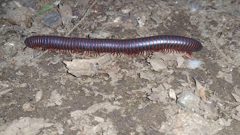 Millipede starts chemical warfare