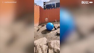 Lontras brincam com bola de exercício!