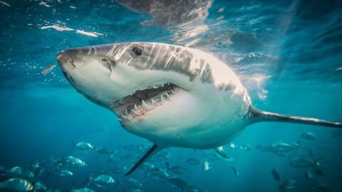 Most Beautiful Shark Fish Video In The World