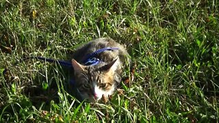 Kitten Watches Nature Very Carefully