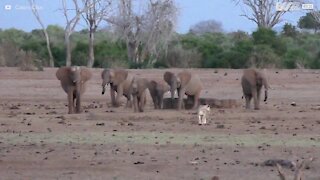 Elefanter jager løvinde i Kenya