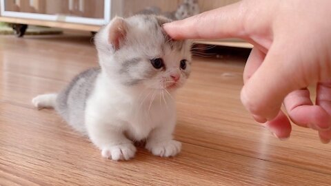 The little Kittens start walking they are 24 days old