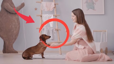 Training Techniques will Completely Transform Your Dog's Behavior