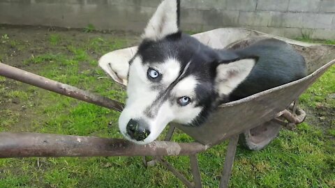 Weirdo husky prefers to nap inside wheelbarrow