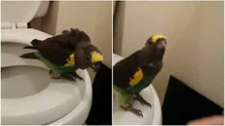 Il pappagallo sa come usare il bagno