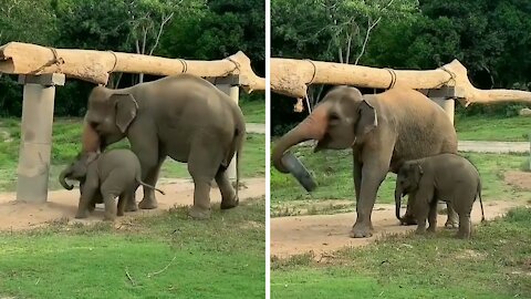 Adorable footage shows mother elephant helping her baby in trouble