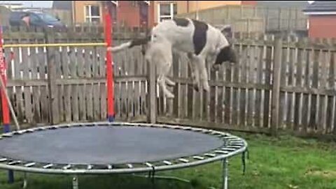 Cão adora saltar no trampolim